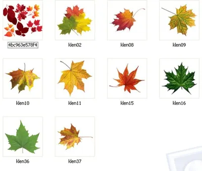 Цветные Осенние Листья Осенняя Листва стоковое фото ©PantherMediaSeller  337385538