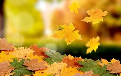 Осенние листья на траве · Бесплатные стоковые фото