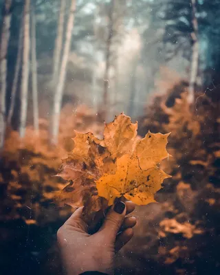 Осенние листья. Фотограф Виктор Тулбанов