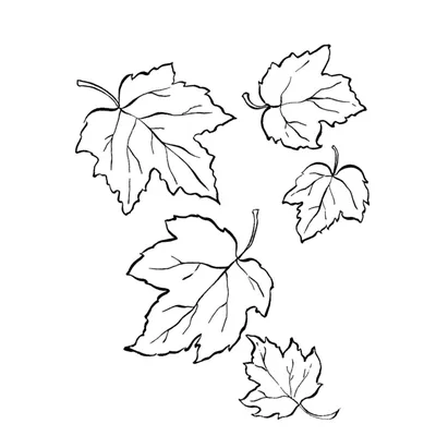 Осенние листочки (57 фото) - 57 фото
