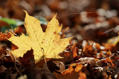 Осенние листья на земле в парке, крупным планом :: Стоковая фотография ::  Pixel-Shot Studio
