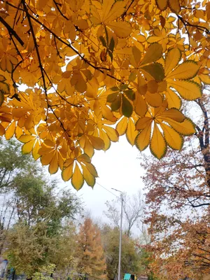 Как засушить осенние листья для поделок или сохранить иным способом для  творчества? | Учитель первый твой | Дзен