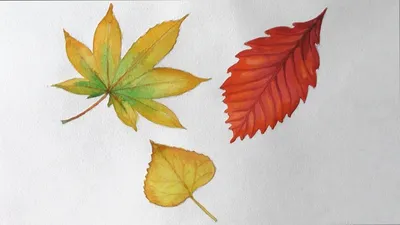 листья осенние листья, освещенные солнцем на земле Стоковое Изображение -  изображение насчитывающей померанцово, зеленый: 232577147