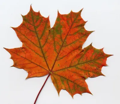 Лучшие идеи (470) доски «Осенние листья» в 2023 г | осенние листья, листья,  осень
