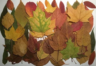 осенние листья на ветке с темным фоном, осенние листья листья осень, Hd  фотография фото, коричневый фон картинки и Фото для бесплатной загрузки