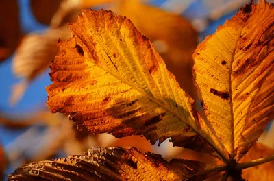 Осенние листья сушеные в интернет-магазине Ярмарка Мастеров по цене 160 ₽ –  KT8MORU | Природные материалы, Москва - доставка по России