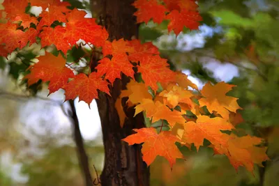 Осенние листья из бумаги шаблоны - 65 фото