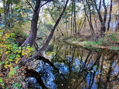 Осенний лес, фотореалистично, день, …» — создано в Шедевруме