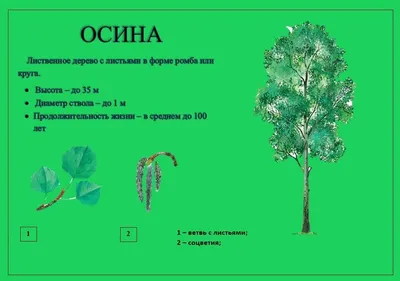 Магнитный пазл 27x18см.\"Деревья, осина, листья осины\" на холодильник -  купить с доставкой по выгодным ценам в интернет-магазине OZON (446005616)