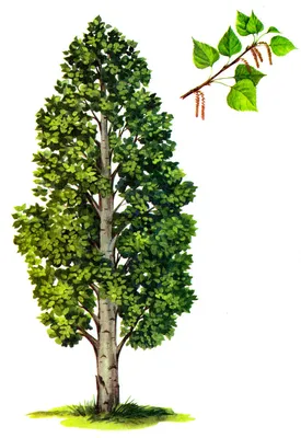 Populus tremula (Осина обыкновенная; Тополь дрожащий)