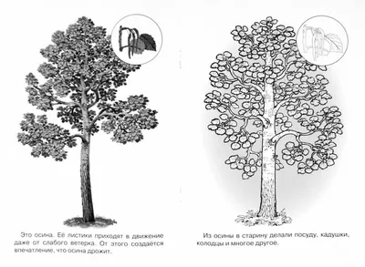 Картинка Осина раскраска на листе А4 | RaskraskA4.ru