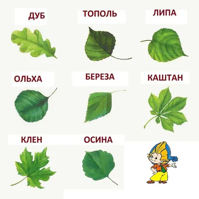 Осина: как выглядит дерево, листья, кора в народной медицине, лечебные  свойства, противопоказания, применение, фото