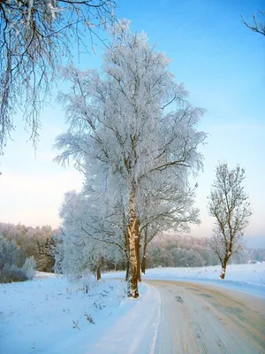 Осина – дерево и древесина – Populus tremula