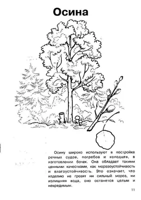 Экстракт коры осины в капсулах: купить экстракт коры осины по лучшей цене -  Вистерра