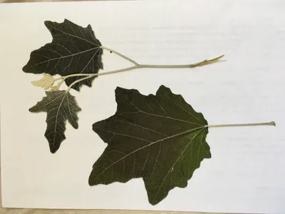 листья осины стоковое изображение. изображение насчитывающей органическо -  10464343