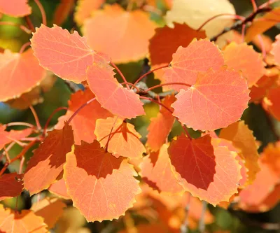 Осенние Листья Осины, Нижней Поверхности, Осина Фотография, картинки,  изображения и сток-фотография без роялти. Image 10018985