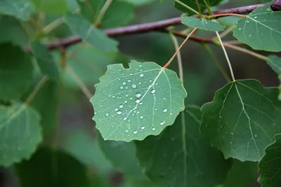 Populus tremula (Осина обыкновенная; Тополь дрожащий) | Листья, Ландшафтный  дизайн, Осина