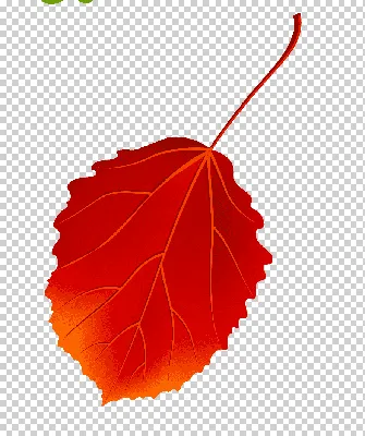 Рисунок осенний лист осины - 36 фото