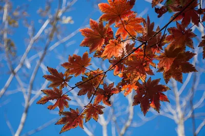 Осина Осенью Листья, Populus Tremula, Изолированные На Белом Фоне Стоковые  Фотографии | FreeImages