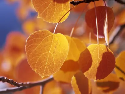 листья осины изолированные крупным планом Стоковое Фото - изображение  насчитывающей текстурировано, вал: 9952896