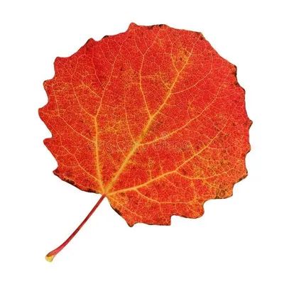 Листья осины: карточка Домана | скачать или распечатать