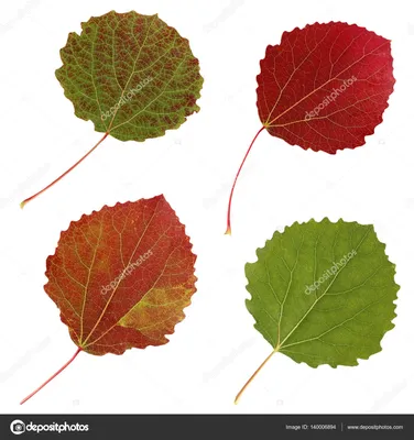 Осень Листья Осина - Бесплатное фото на Pixabay - Pixabay