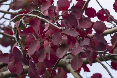 Новые Листья Осины Весной Стоковые Фотографии | FreeImages