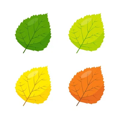 Изолированные зеленые листья осины на белом фоне. листья дерева, гербарий.  | Премиум Фото