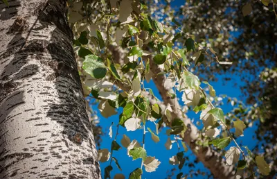 Фото осины среди других деревьев: красивое изображение для любителей природы