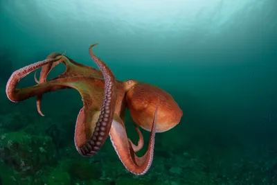 Octopus vulgaris - обыкновенный осьминог в средиземном море. | Премиум Фото