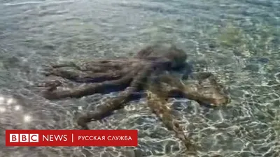 Оранжевый морской осьминог на белом фоне | Премиум Фото