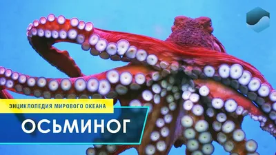 Осьминог Марокко целый (2-3)