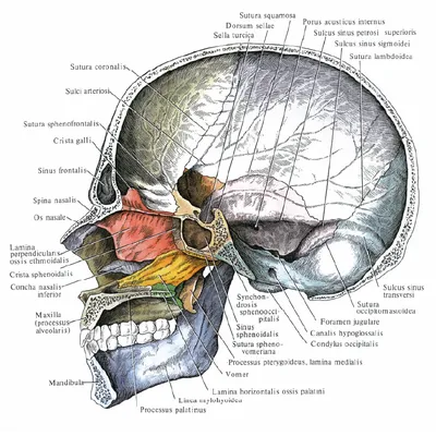 Изображение основания черепа с абстрактным фоном