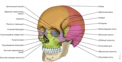Основание черепа с костями
