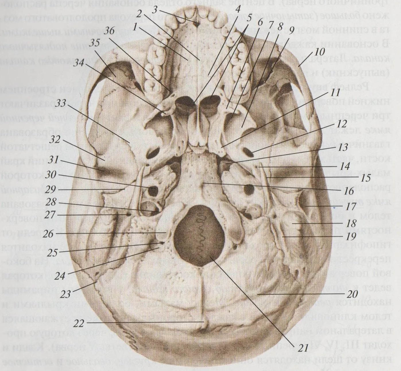 Внутренняя поверхность отверстия. Топография черепа наружное основание. Наружное основание черепа анатомия отверстия. Наружное основание черепа анатомия кости. Основание черепа ямки отверстия.