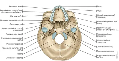 Основание черепа в формате PNG
