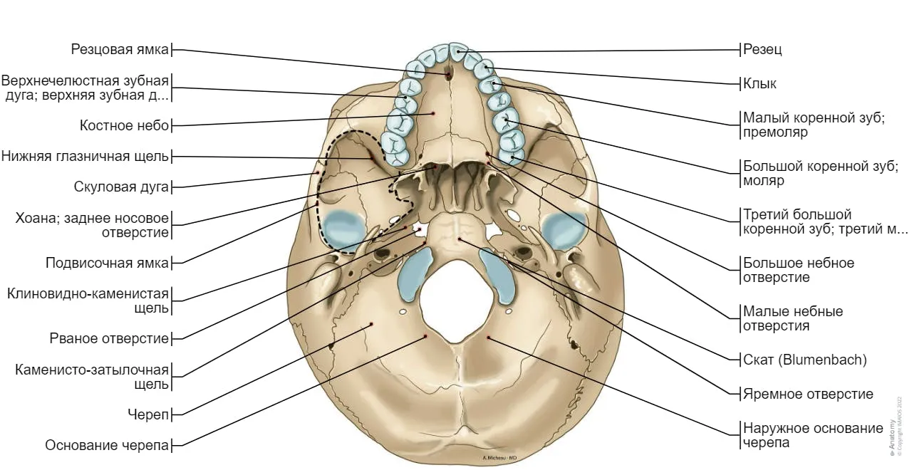 Основание черепа анатомия в картинках