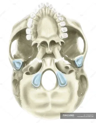 Изображение основания черепа с каплями воды