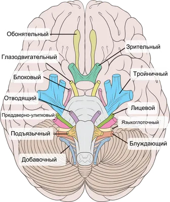 Основание черепа в формате PNG