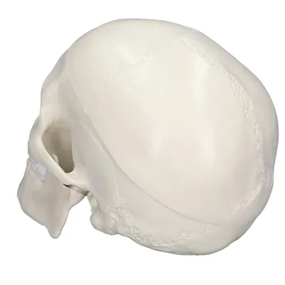 Фото основания черепа для медицинских исследований