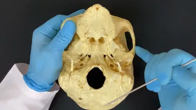 Картинка основания черепа