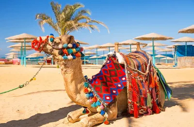 Египет на Новый год 2023: туры, цены на новогодний отдых