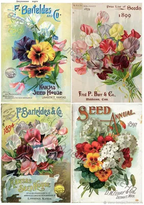 Картинки Розы Цветы Шаблон поздравительной открытки Белый 3840x2400