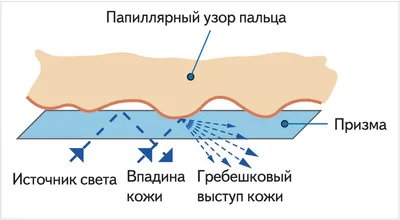 черный отпечаток пальца PNG , черный, отпечатки пальцев, палец PNG картинки  и пнг PSD рисунок для бесплатной загрузки