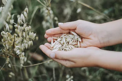 Здоровье Алтая - 👗Снижаем вес - пьём овёс 🌾 ⠀ ✓ 1,5 стакана неочищенных  зерен овса хорошо промыть, залить 1,5 л воды, оставить на 10-12 часов. ⠀ ✓  После настаивания все поставить