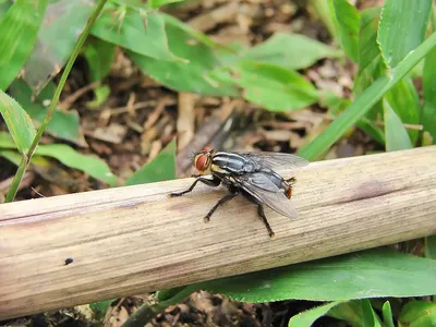 Wiki Nature - Овод. Овод – насекомое из семейства оводов, личинки которого  паразитируют в теле крупных млекопитающих. Всего насчитывается свыше ста  пятидесяти видов оводов, однако только один из них – человеческий кожный