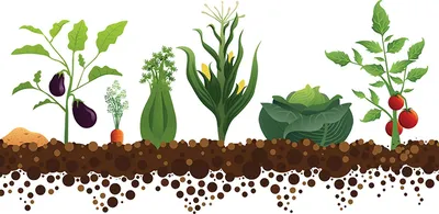 Почему огород может быть не выгоден: 5 причин почему не стоит выращивать  овощи и фрукты