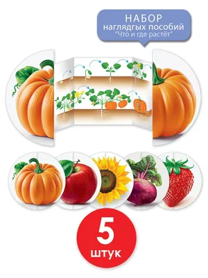 Набор наглядный развивающий Овощи и фрукты Что и где растёт? для детей 5 шт  - купить с доставкой по выгодным ценам в интернет-магазине OZON (1078071171)