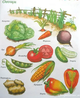Раскраска овощи. Бесплатные картинки для детей.