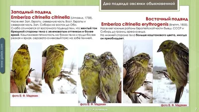 Тростниковая овсянка | Голоса и фотографии птиц